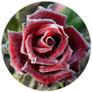 flip-rosewinter